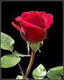 images29