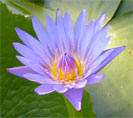 lotus